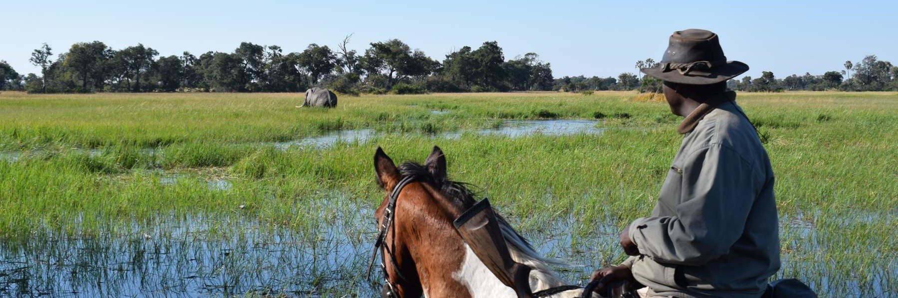 Discovering the dreamy Okavango Delta