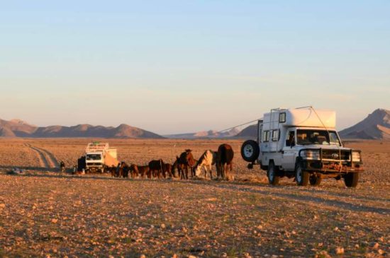 horseback safari horse