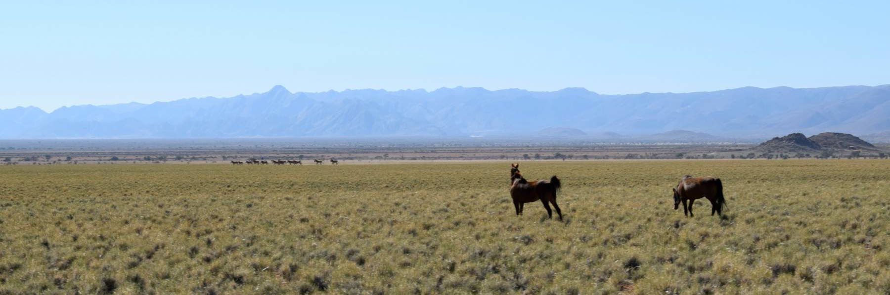 Life as a Horseback Safari Horse