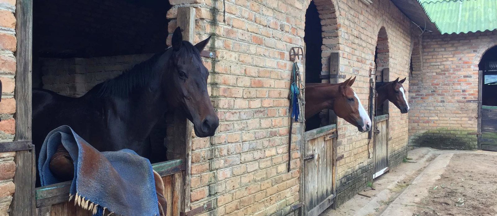 Working Abroad With Horses Will Help When Buying Your First Horse