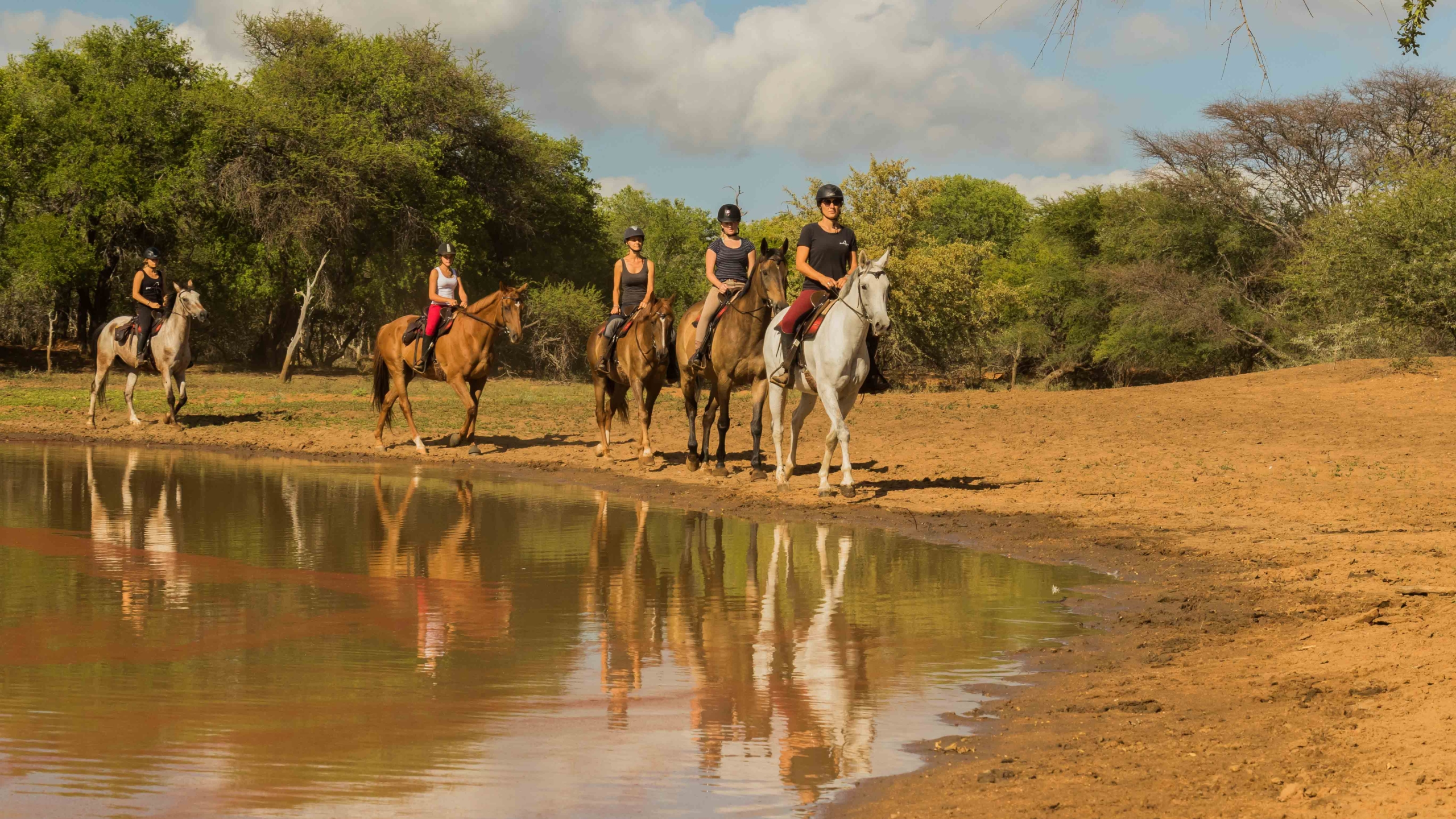 african horse safari working holiday