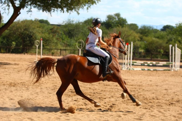 Equestrian Working Holiday in South Africa