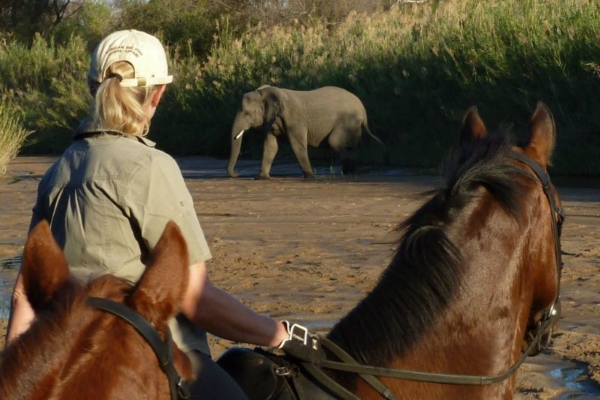 African Horse Safari - Big Five South Africa (13)
