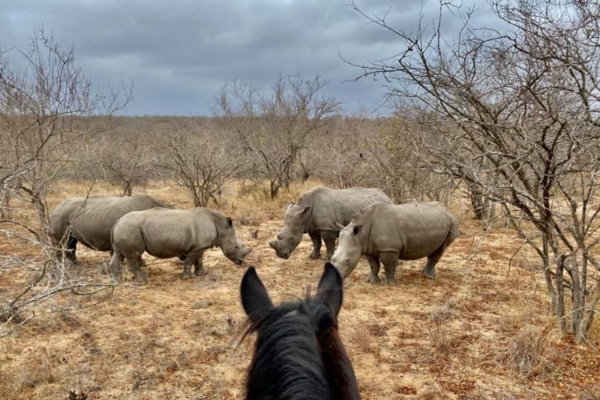 African Horse Safari - Big Five South Africa (3)