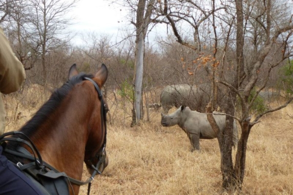 Big Five Horse Safari in South Africa - African Horse Safaris