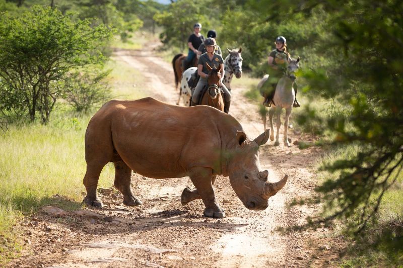 Horse riding with Rhinos at Ants Nest