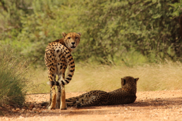 Cheetah seen on game drives