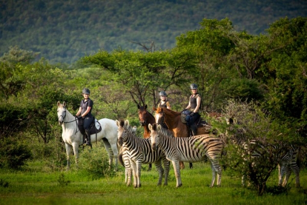 Horse riding with zebra