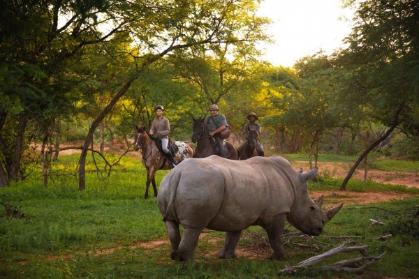horse riding with rhino