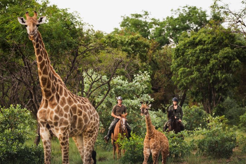 Horse riding with giraffe