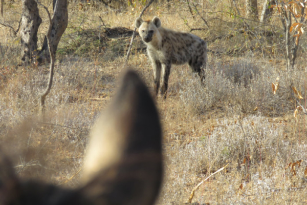 Encountering brown hyena on horseback