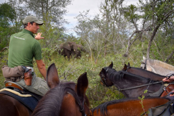 Encountering elephant on horseback