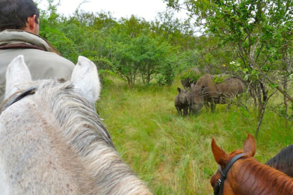 Encountering rhino on horseback