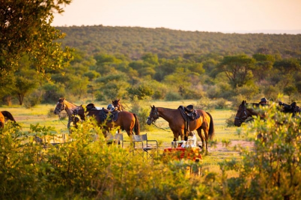 Horses next to picnic table