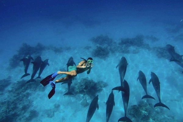 Snorkeling with dolphins