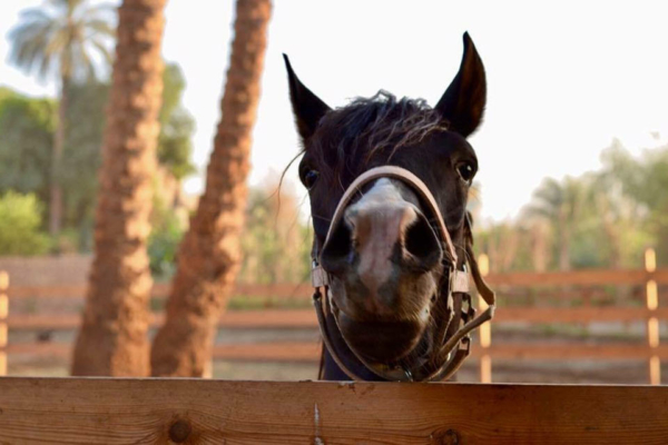 Cute horse peeking over the fence