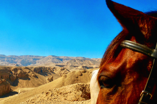 Egyptian desert seen through horses ears