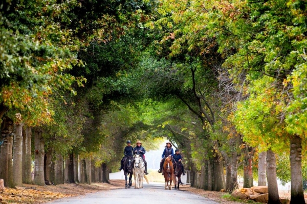 Horse riding on road overhung with trees