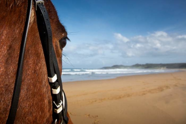 Horse looking out at beach
