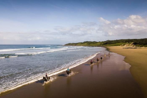 horses galloping on the beach