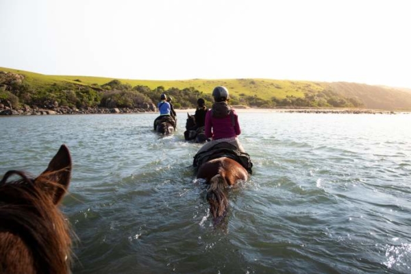 Horses swimming through river