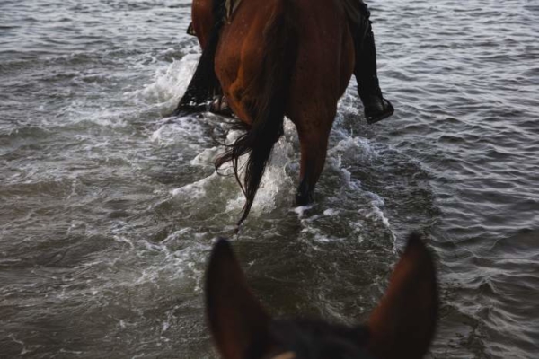 horse swimming through river