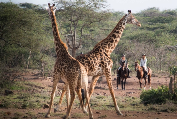 two women horse riders looking at two giraffes
