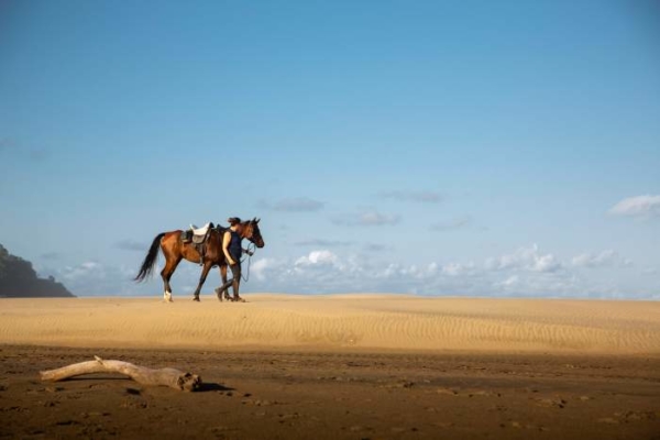 Endurance horse on beach