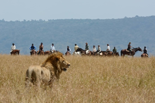 Lion encounter on horseback