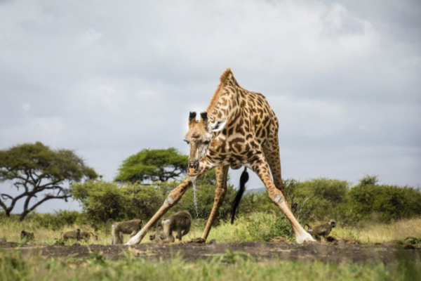 Chyulu Hills is home to a variety of wildlife including giraffe