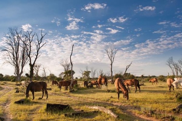 Horses grazing in Africa