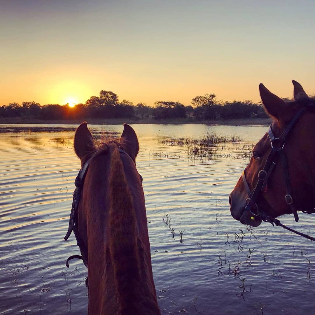 Two horses looking over water at sunset