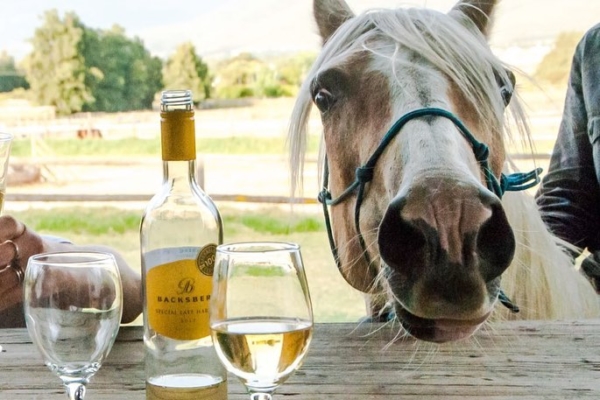 Horse approved wine tasting