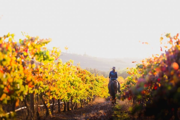 a woman horseriding in the middle of a vineyard