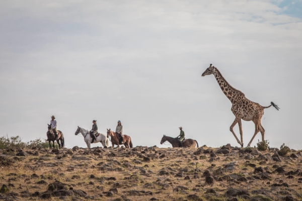 Giraffe encounters on horseback