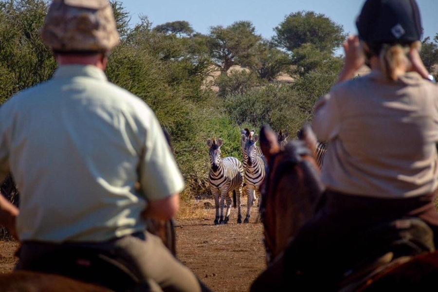 Zebra encounter on horseback