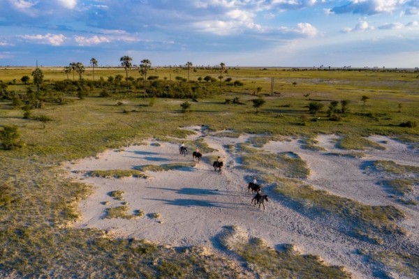 Aerial view of horses walking on salt pan