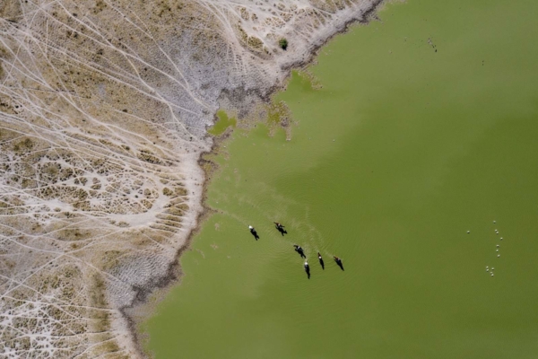 Aerial view of horses riding in salt pan