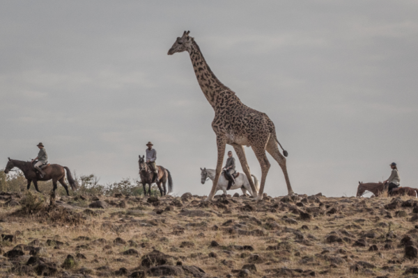 Seeing giraffe on horseback in the Masai Mara