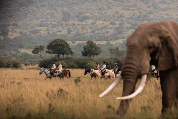 Elephants seen on a horse safari in the Masai Mara with Goride Church