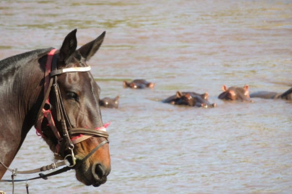 Horses crossing the Mara river with hippos nearby