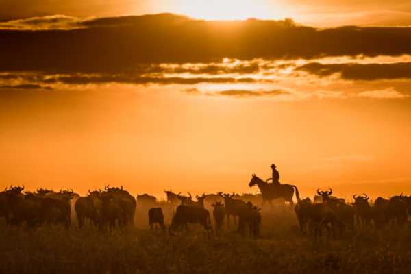 Sunsets in the Masai Mara on horseback with wildebeest