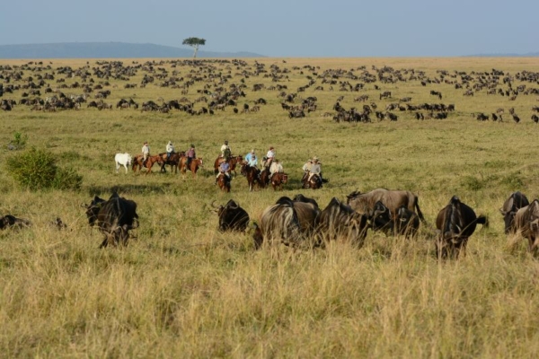 Horse riding with wildebeest in the Masai Mara