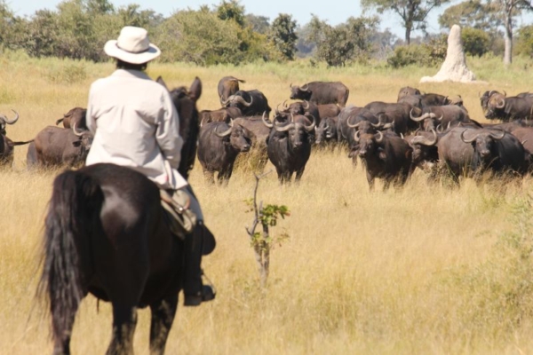 It's not uncommon to see huge herds of buffalo
