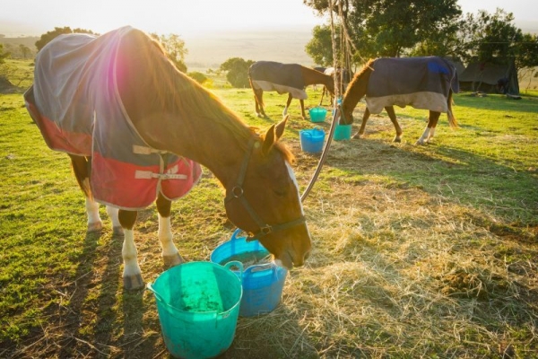 Horses eating on picket line