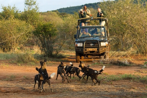 game drive with wild dog