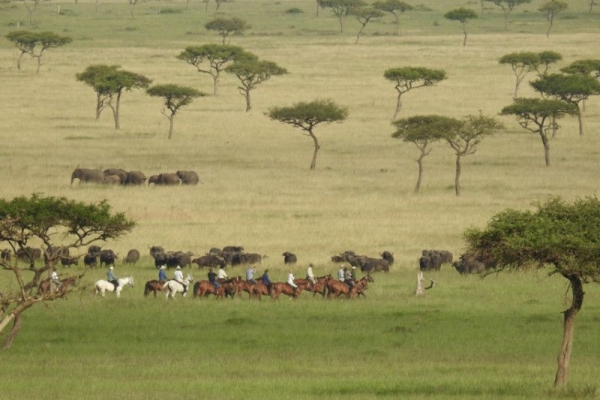 Horse riding with wildebeest migration
