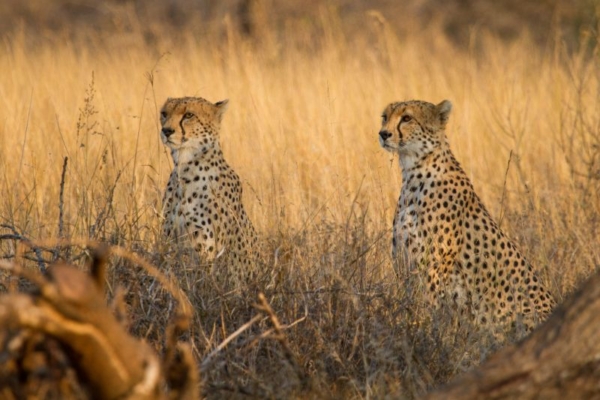 African Horse Safaris - Ol Donyo Lodge Kenya (34) Cheetahs spotted at Ol Donyo in Kenya