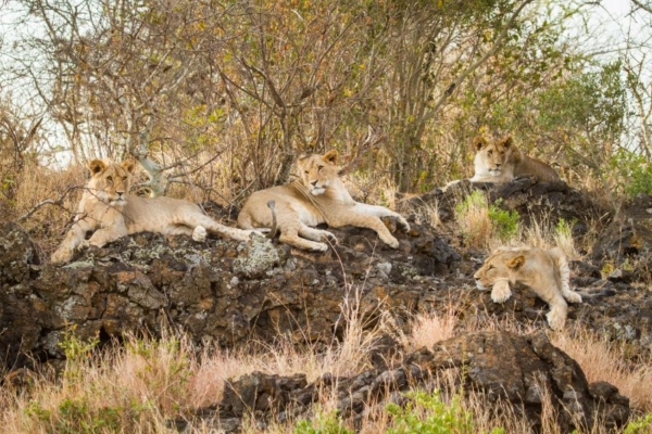 African Horse Safaris - Ol Donyo Lodge Kenya (35) Lions at Ol Donyo Lodge seen on an African Horse Safari
