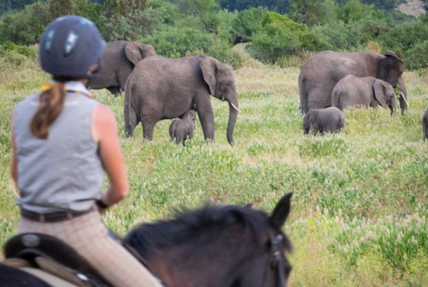 Horse riding in the Tuli with elephants